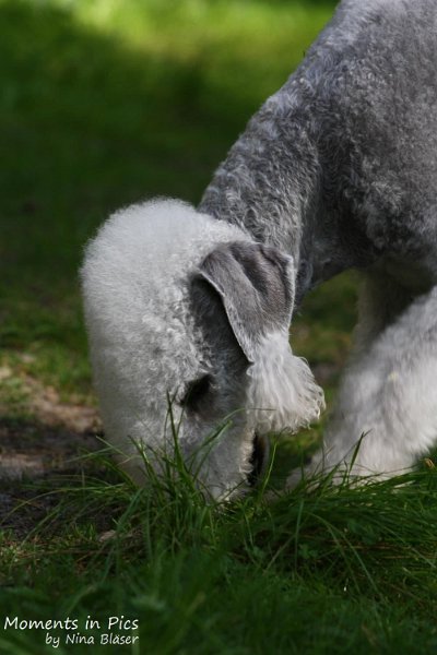 2010-05-29 Alanna und Svet (22).jpg - Airis Blue Volshebny Svet - 2010-05-29